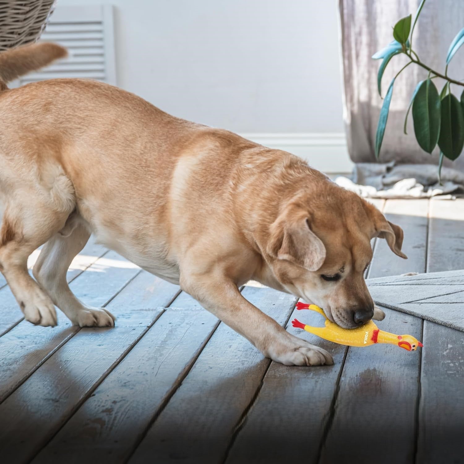 ZUFFIE Pet Toy Cock for Dogs – Interactive Chew Toy for Small, Medium & Large Dogs, Durable, Non-Toxic Rubber Dog Toy, Safe & Long-Lasting