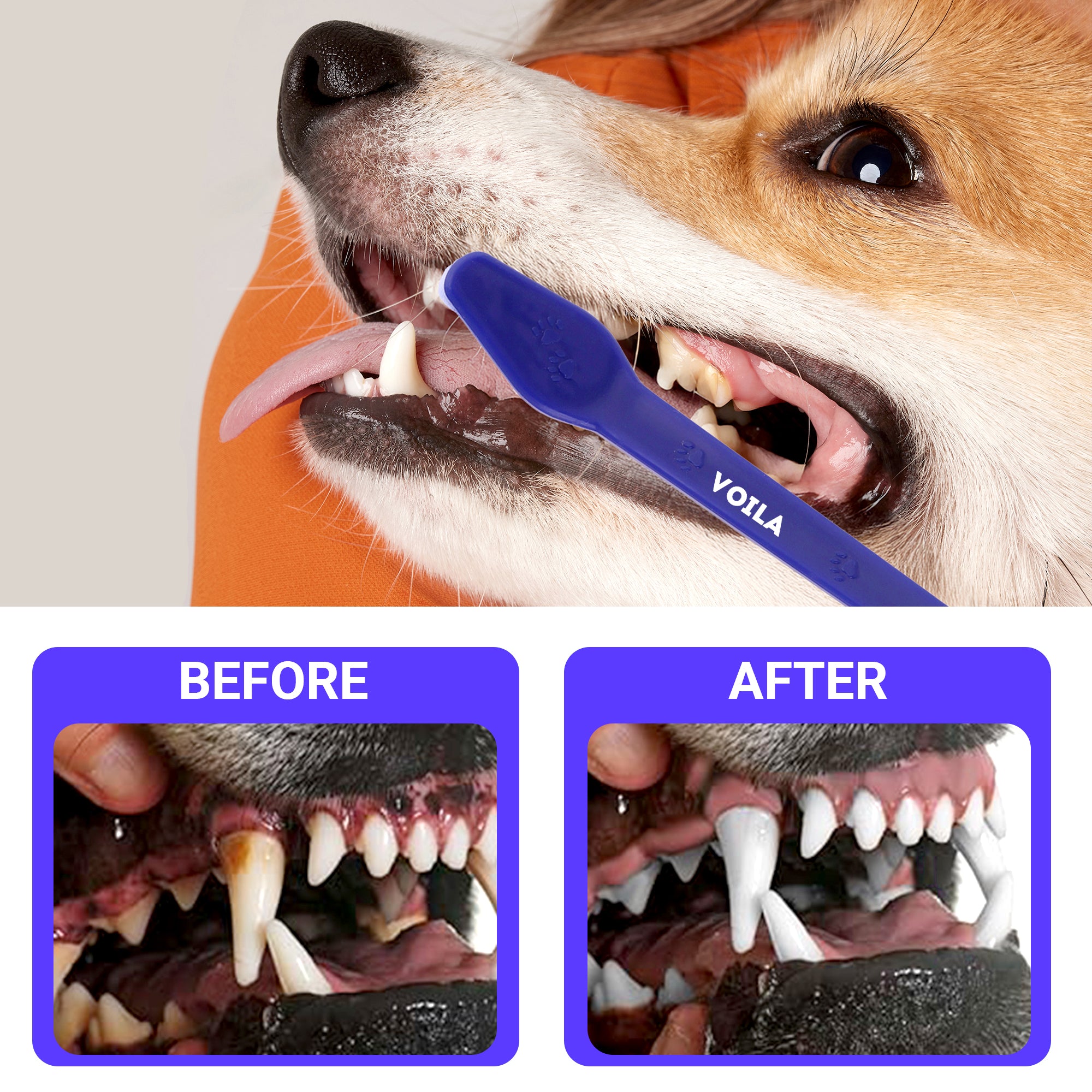 ZUFFIE Dual-Ended Tooth Brush for Dogs with Premium Hard Bristles - Blue