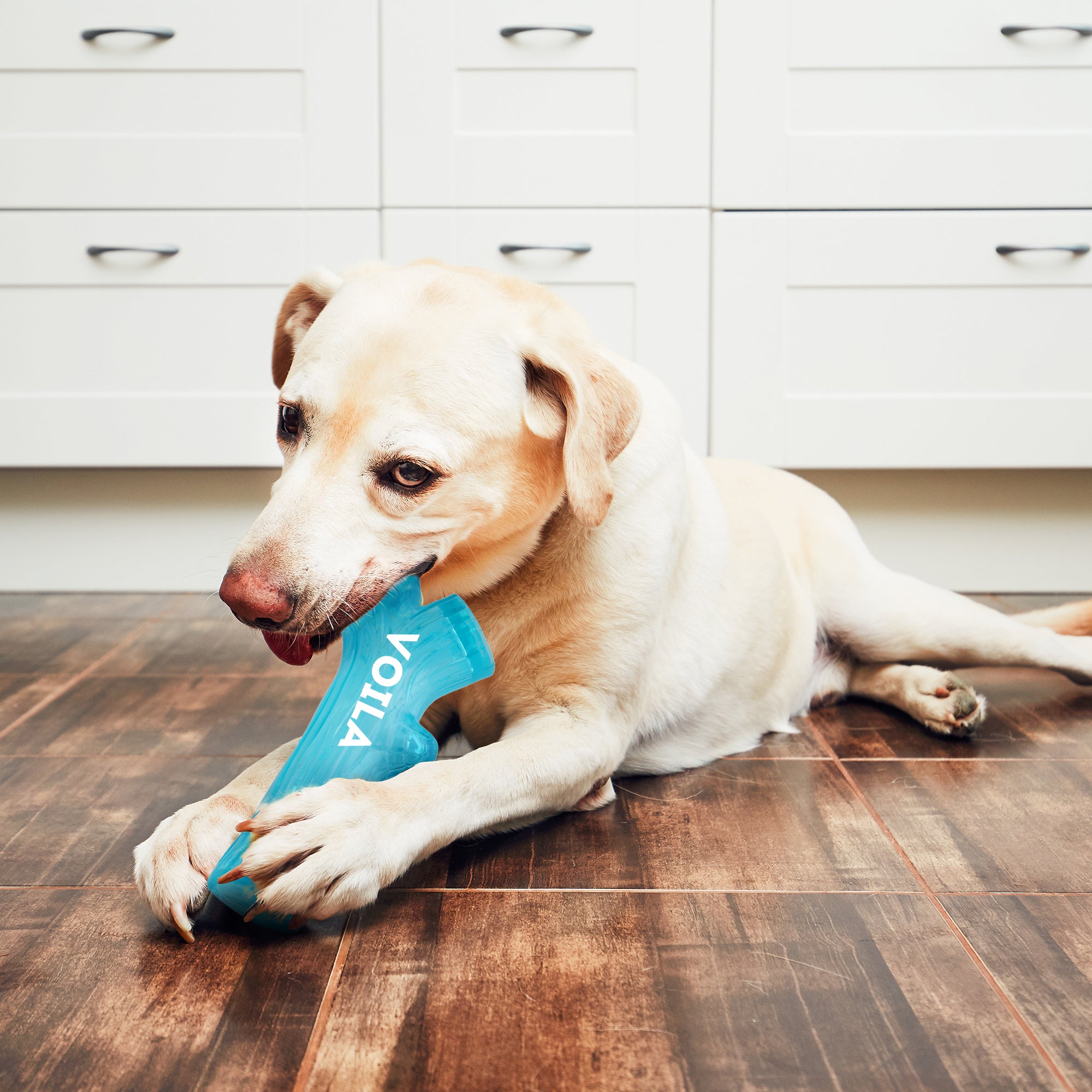 ZUFFIE Branch Shape Dog Chew Toy, Interactive Puppy Teething Aid - Sky Blue