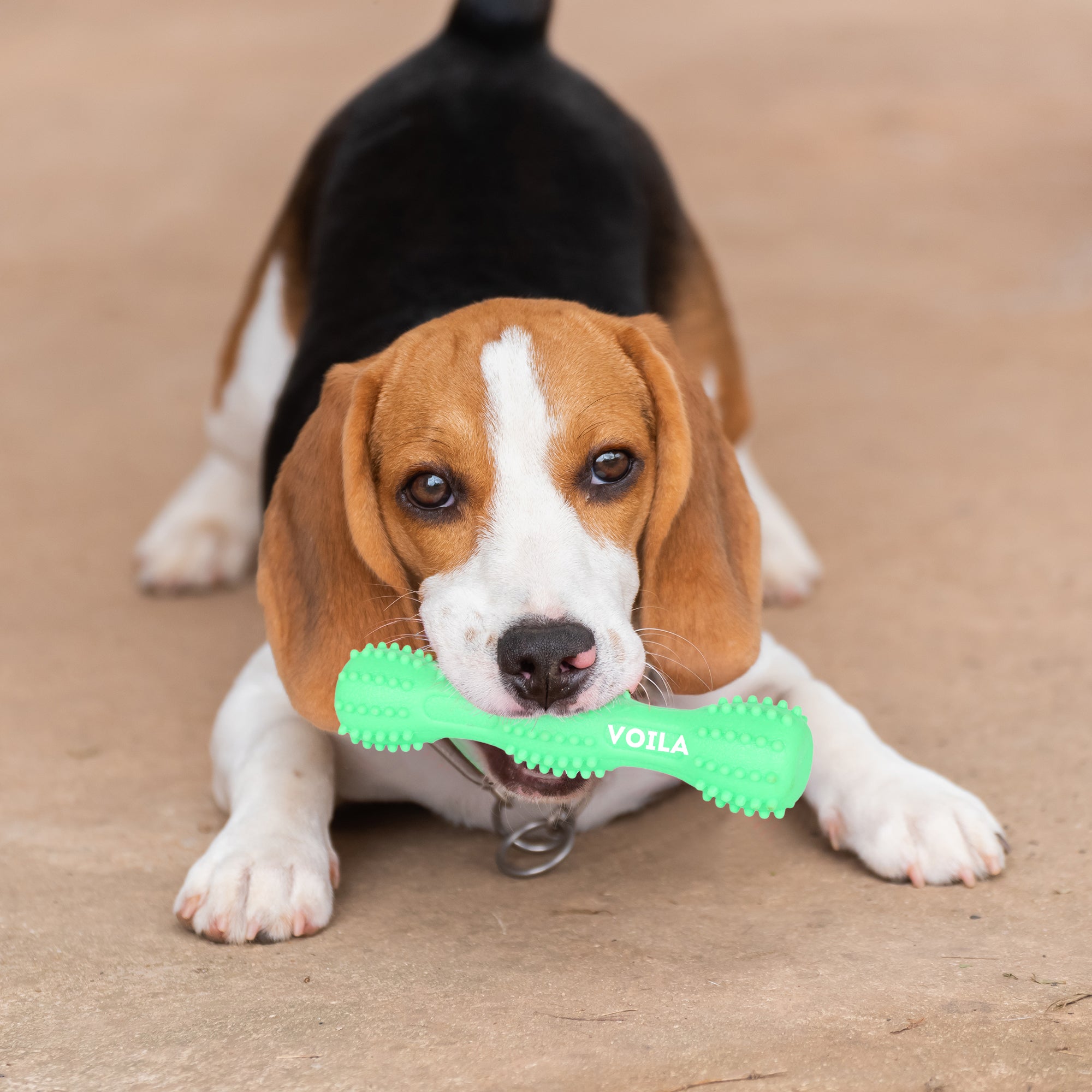 ZUFFIE Dog Chew Toy – Tough Spiky Stick for Medium & Large Pets- Green