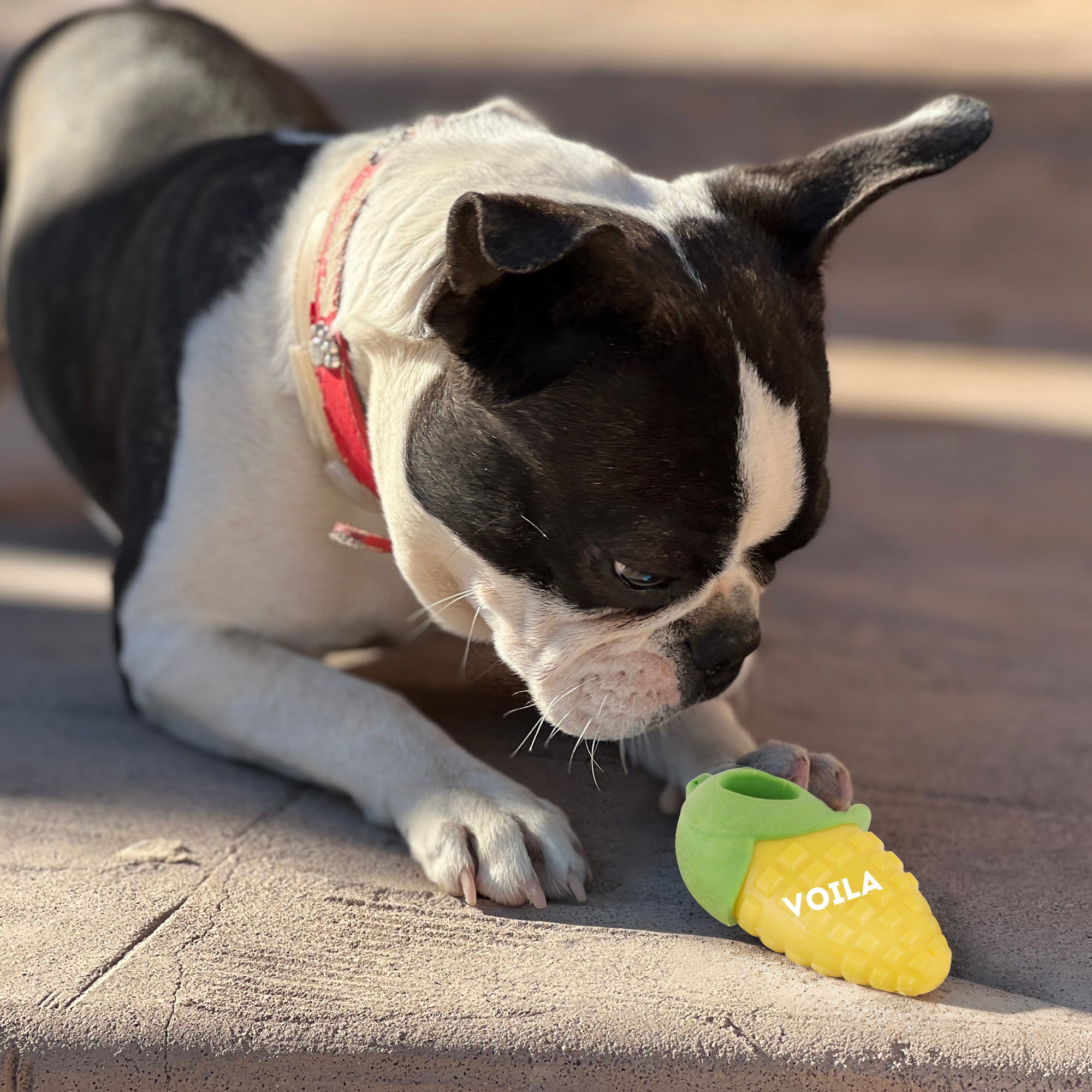 ZUFFIE Corn-Shaped Chewing Toy for Puppies, Small & Medium Dogs – Yellow & Green