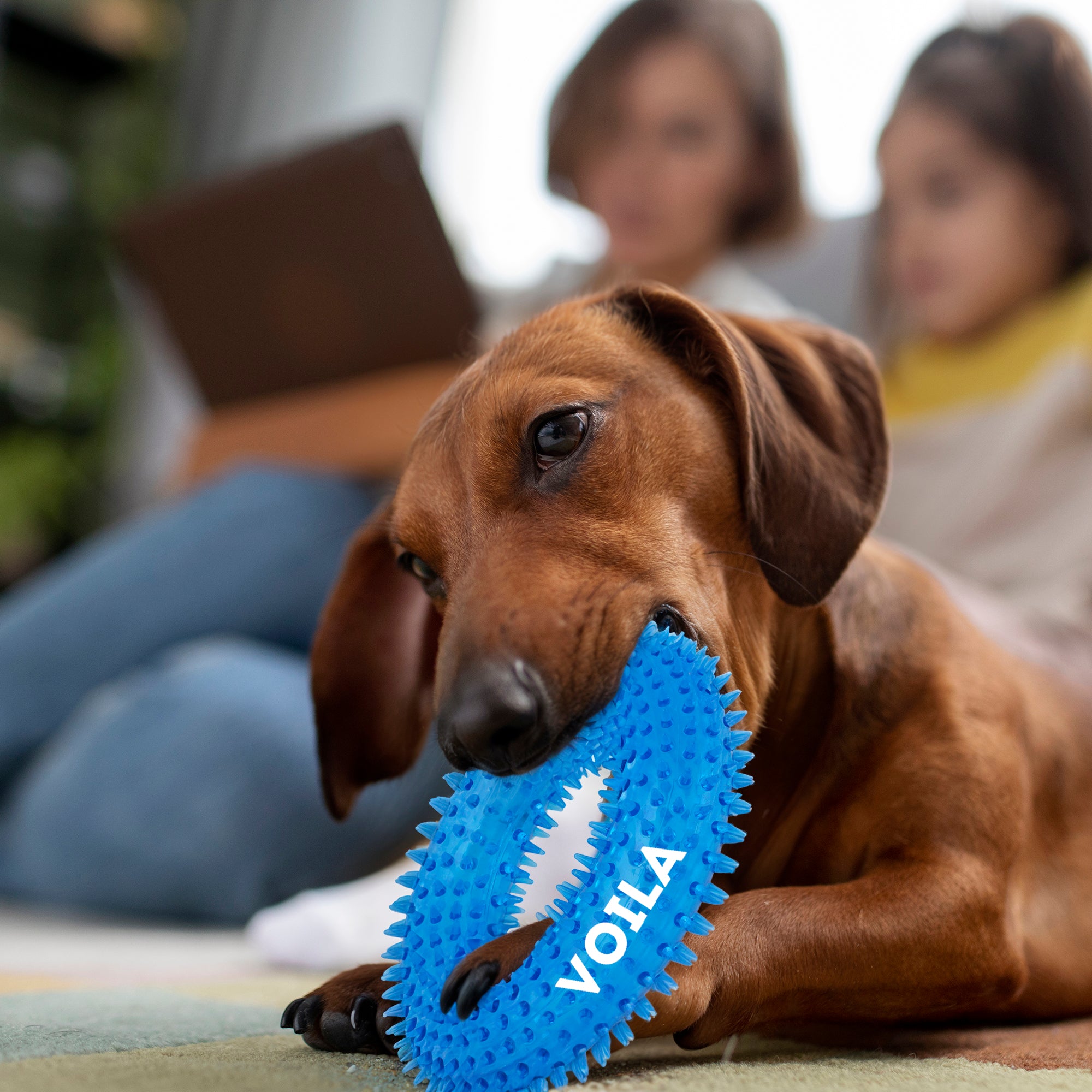 ZUFFIE Chew Ring Shaped – Spiked Dog Toy for Small, Medium & Large Breeds- Blue
