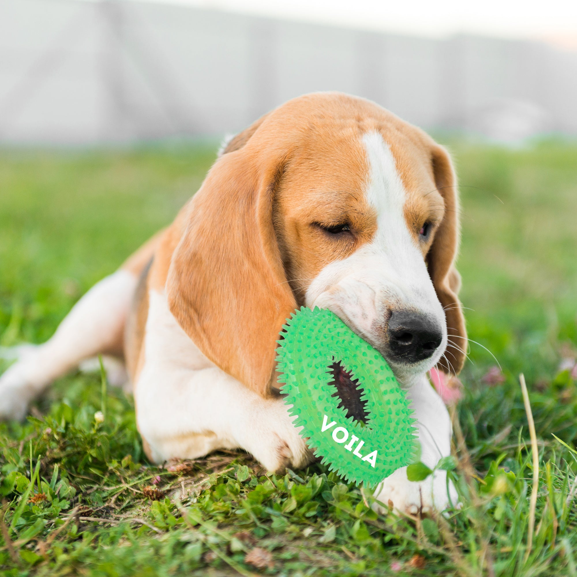 ZUFFIE Ring Shaped Dog Chew Toy – Spiked Toy for Small, Medium & Large Breeds- Green