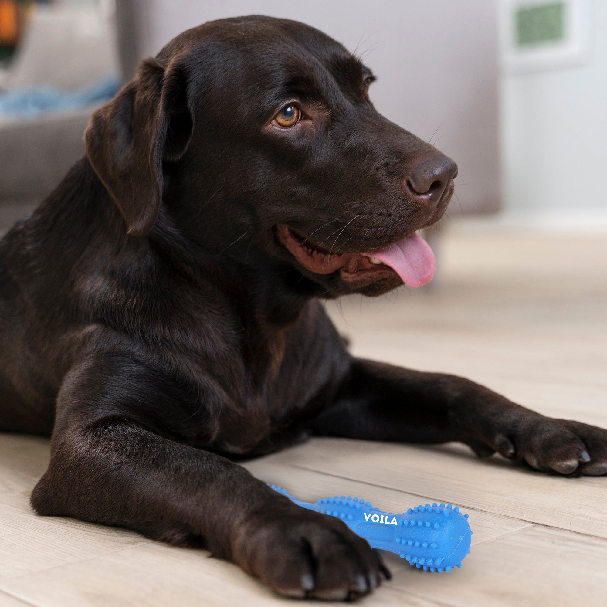 ZUFFIE Dog Chew Toy – Tough Spiky Stick for Medium & Large Pets- Blue