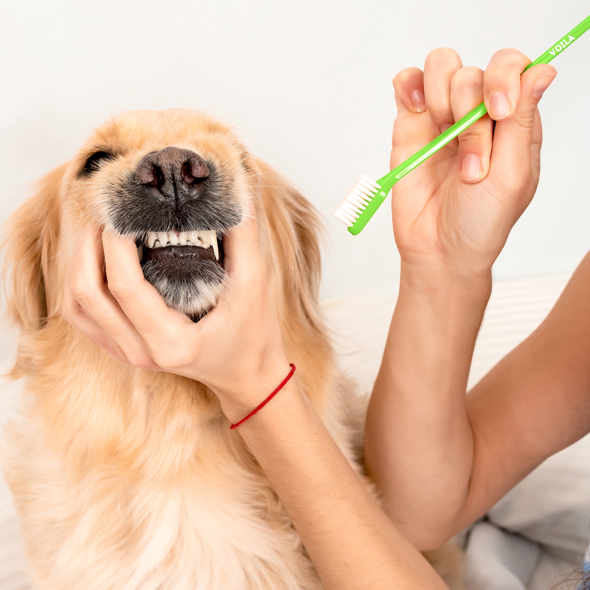 ZUFFIE Dual-Ended Tooth Brush for Dogs with Premium Hard Bristles - Green