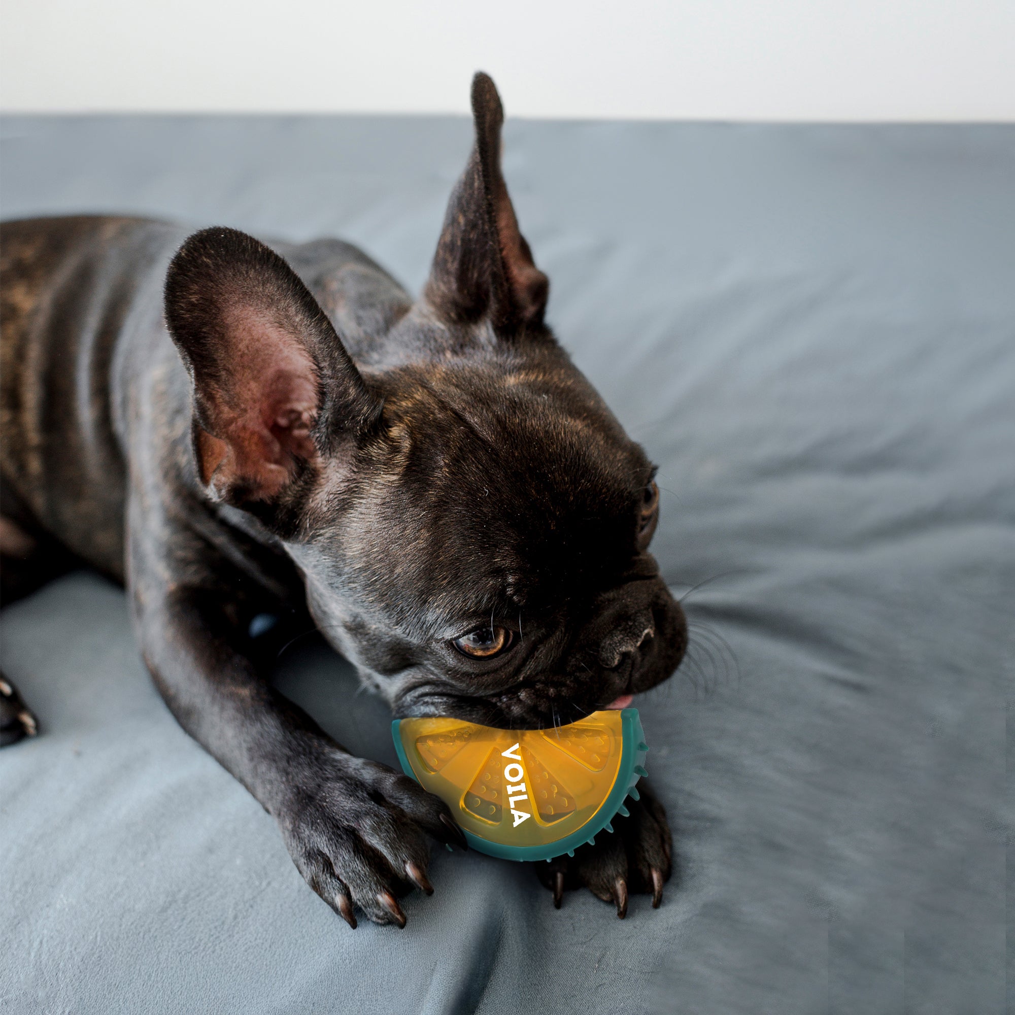 ZUFFIE Lemon Slice Dog Chew Toy – Squeaky Interactive Pet Toy - Yellow