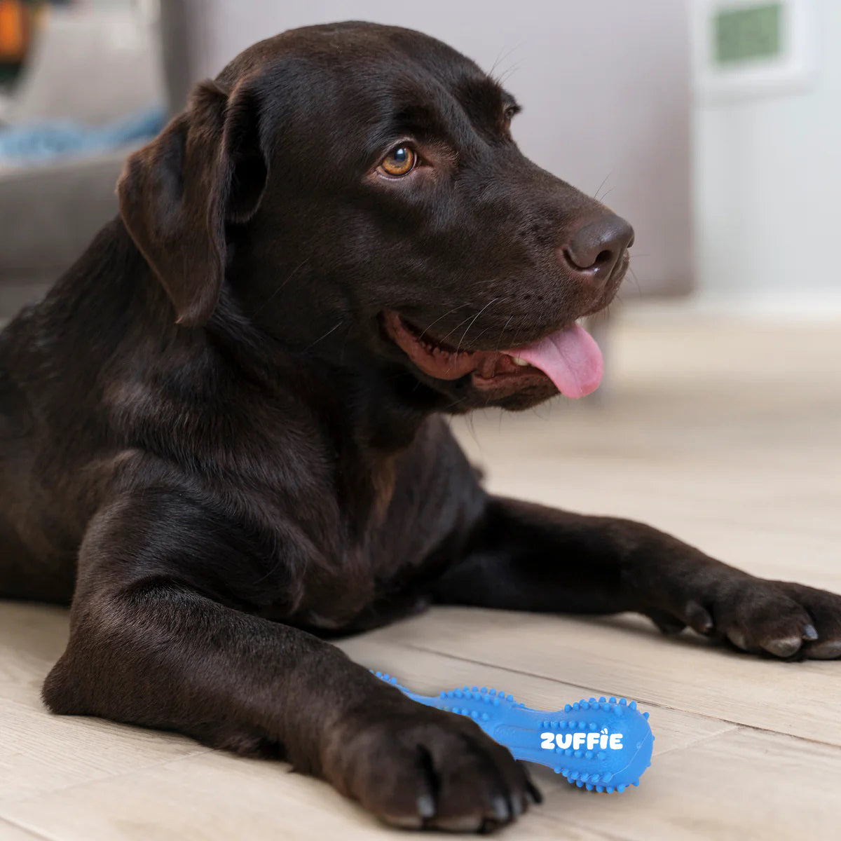 ZUFFIE Dog Chew Toy – Tough Spiky Stick for Medium & Large Pets- Blue