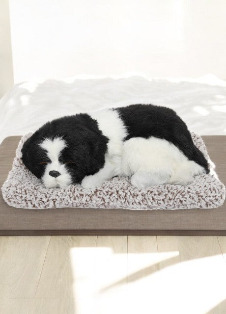 Sleeping Cute Dog (Black and White) on Carpet || for Car Dashboard and Home Decor